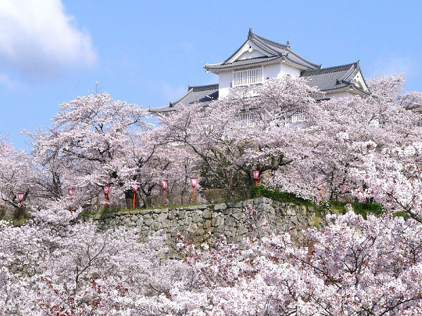 津山　桜